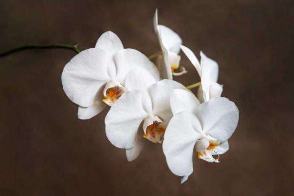 Membawa Keberuntungan dan Kelancaran Rezeki! Menurut Feng Shui, Tanaman Ini Wajib Ada di Rumah Membawa Keberuntungan dan Kelancaran Rezeki! Menurut Feng Shui, Tanaman Ini Wajib Ada di Rumah