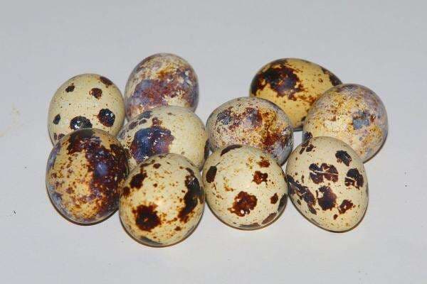 7 Manfaat Tak Terduga Saat Mengonsumsi Telur Puyuh 7 Manfaat Tak Terduga Saat Mengonsumsi Telur Puyuh