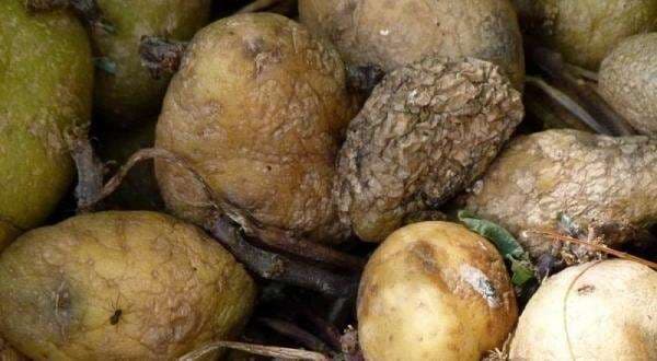 Awas! Makan Kentang Busuk Bisa Sebabkan Kematian, Kenali Ciri-Cirinya Awas! Makan Kentang Busuk Bisa Sebabkan Kematian, Kenali Ciri-Cirinya
