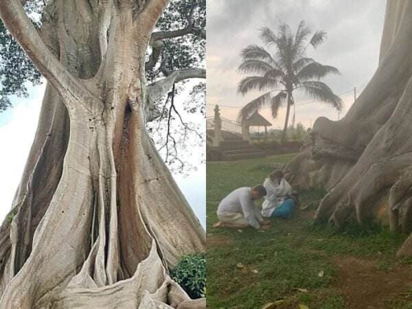 Pohon Tempat Bule Pose Tanpa Busana Ternyata Punya Kekuatan Magis, Tujuan Wisata Spiritual