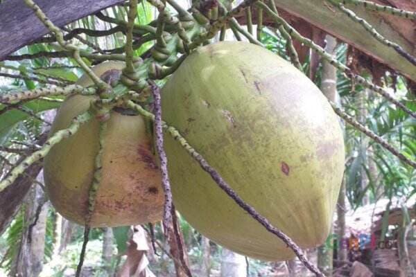 Minum Air Kelapa Muda Saat Haid, Manfaatnya Luar Biasa