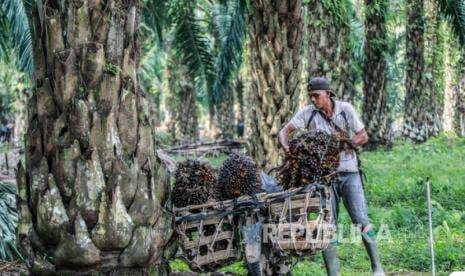 Asal Usul Kelapa Sawit: Berasal dari Afrika dan Baru Muncul di Indonesia Pada 1848 Masehi