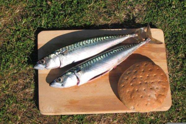 8 Manfaat Ikan Kembung untuk Kesehatan dan Ibu Hamil 8 Manfaat Ikan Kembung untuk Kesehatan dan Ibu Hamil