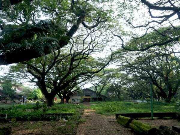 Taman Kota Paling Eksotis! Dikelilingi Pohon Trembesi Mirip Hutan di Film Lord of The Ring