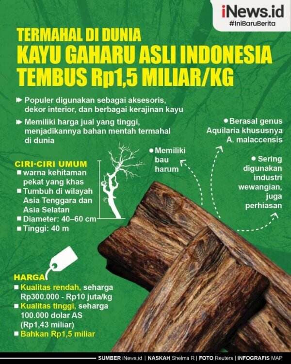 Infografis Termahal di Dunia, Kayu Gaharu Asli Indonesia Tembus Rp1,5 Miliar per Kg