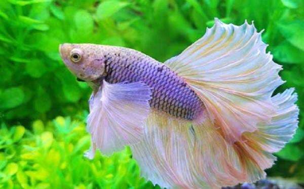 15 Jenis Ikan Cupang untuk Dipelihara, Bentuk dan Warnanya Bikin Penasaran 15 Jenis Ikan Cupang untuk Dipelihara, Bentuk dan Warnanya Bikin Penasaran