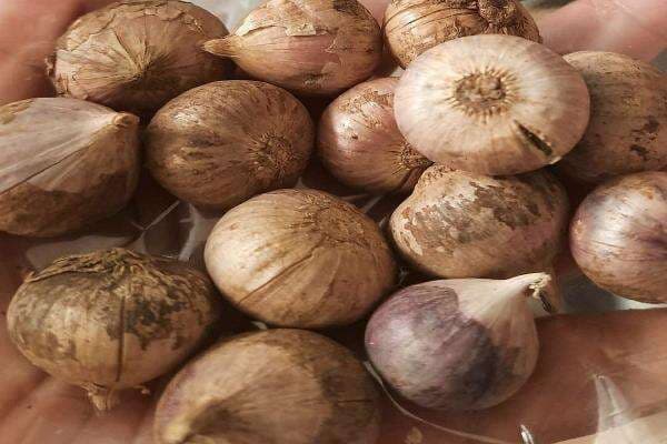 5 Manfaat Bawang Tunggal untuk Kesehatan, Bisa Bikin Awet Muda 5 Manfaat Bawang Tunggal untuk Kesehatan, Bisa Bikin Awet Muda