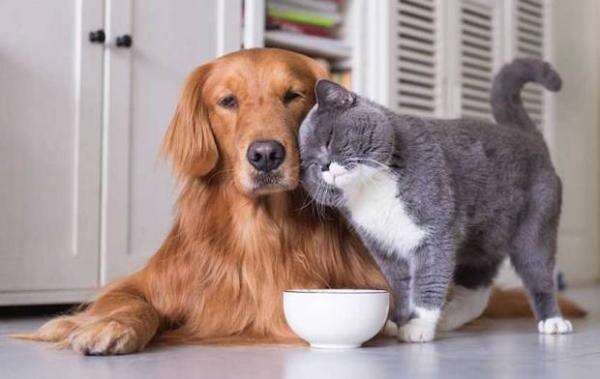 Inilah Perbedaan Air Liur Kucing dan Anjing Inilah Perbedaan Air Liur Kucing dan Anjing