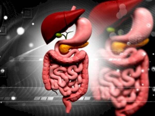 Urutan Sistem Pencernaan Manusia dan Fungsinya Urutan Sistem Pencernaan Manusia dan Fungsinya