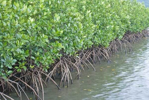 Miliki Luas Hutan Bakau yang Sangat Besar di Indonesia, Papua Barat Kejar Perdasus Lindungi Ekosistem Paru-paru Dunia