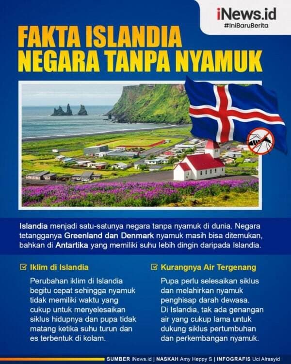 Infografis Islandia Jadi Satu-satunya Negara Tanpa Nyamuk, Kok Bisa?