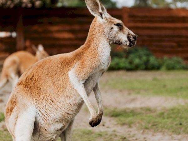 4 Fakta Unik Tentang Kehidupan Seks Hewan, Kanguru Betina Ternyata Punya 3 Vagina 4 Fakta Unik Tentang Kehidupan Seks Hewan, Kanguru Betina Ternyata Punya 3 Vagina