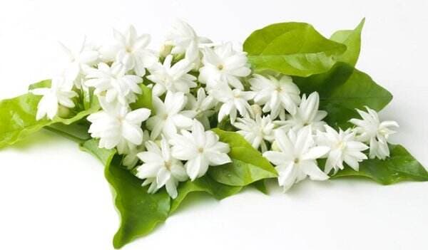 3 Bunga Nasional Indonesia Serta Maknanya Lengkap, Apa Saja? 3 Bunga Nasional Indonesia Serta Maknanya Lengkap, Apa Saja?