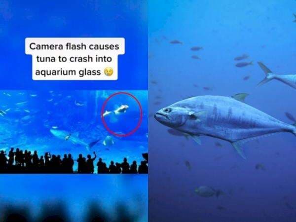 Fakta Kematian Tragis Ikan Tuna di Akuarium Okinawa Jepang, Flash Pengunjung Dikira Mangsa Fakta Kematian Tragis Ikan Tuna di Akuarium Okinawa Jepang, Flash Pengunjung Dikira Mangsa