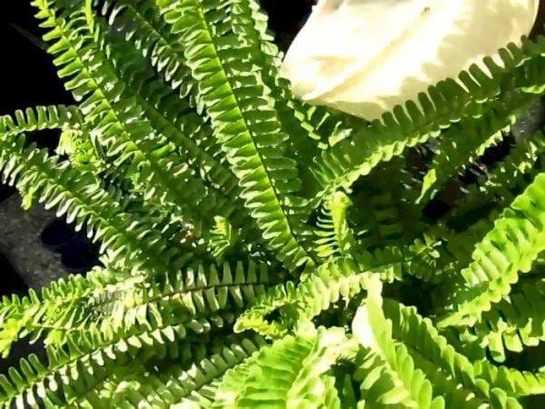 7 Bahan Dapur Ini Bisa Suburkan Tanaman, Nomor 4 Mengandung Protein dan Gula! 7 Bahan Dapur Ini Bisa Suburkan Tanaman, Nomor 4 Mengandung Protein dan Gula!