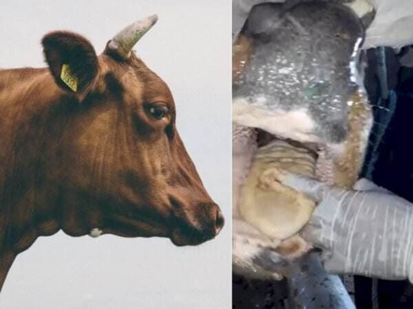 Penampakan Lidah Sapi yang Terkelupas Akibat Kena Virus PMK, Kenali Gejala Lainnya Penampakan Lidah Sapi yang Terkelupas Akibat Kena Virus PMK, Kenali Gejala Lainnya