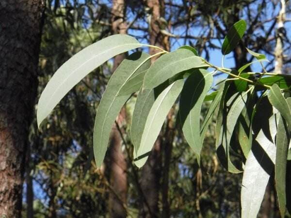 Mengenal Daun Eucalyptus, Aroma Tubuh Jasad Eril: Arti dan Manfaat