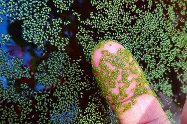 Sekecil Semut, Ternyata Ini Buah Paling Kecil di Dunia Sekecil Semut, Ternyata Ini Buah Paling Kecil di Dunia