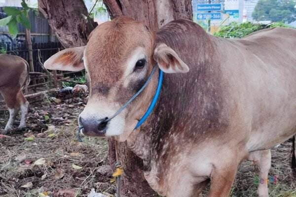 Sapi Bima Masih Jadi Primadona di Pasar Hewan Kurban