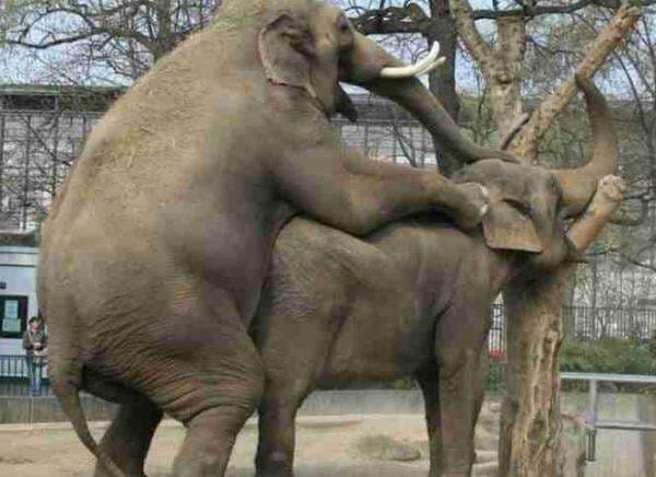Coba "Elephant Sex Position", Gampang dan Dijamin Puas! Coba "Elephant Sex Position", Gampang dan Dijamin Puas!