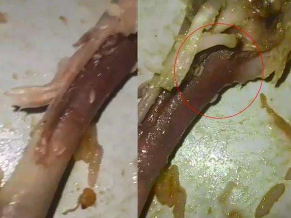 Wadaw! Pria Ini Ngaku Kapok Makan Nasi Berkat, Ternyata Terima Lauk Ayam Penuh Belatung Wadaw! Pria Ini Ngaku Kapok Makan Nasi Berkat, Ternyata Terima Lauk Ayam Penuh Belatung