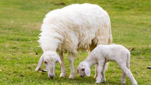 Dalil tentang Qurban dan Aqiqah, Lengkap dengan Terjemahannya