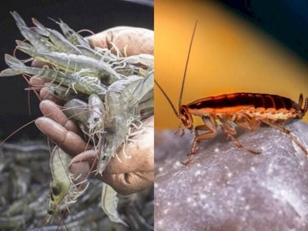 Meskipun Beda Alam dan Manfaat, Kecoa dan Udang Ternyata Miliki Hubungan Keluarga Loh! Meskipun Beda Alam dan Manfaat, Kecoa dan Udang Ternyata Miliki Hubungan Keluarga Loh!