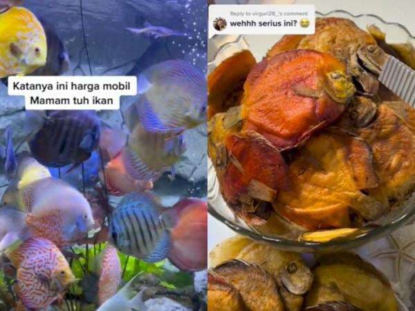 Bukan Main! Istri Nekat Goreng Ikan Hias Seharga Mobil, Alasannya karena Kesal Sama Suami Bukan Main! Istri Nekat Goreng Ikan Hias Seharga Mobil, Alasannya karena Kesal Sama Suami