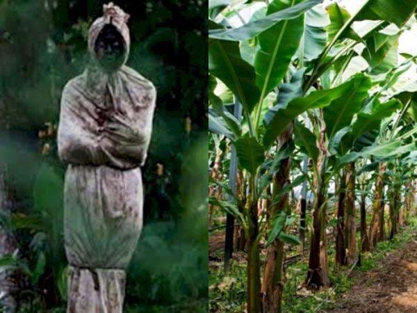 3 Mitos Hantu Paling Aneh di Indonesia, Pohon Pisang Bisa Jadi Rumah Pocong dan Kuntilanak 3 Mitos Hantu Paling Aneh di Indonesia, Pohon Pisang Bisa Jadi Rumah Pocong dan Kuntilanak