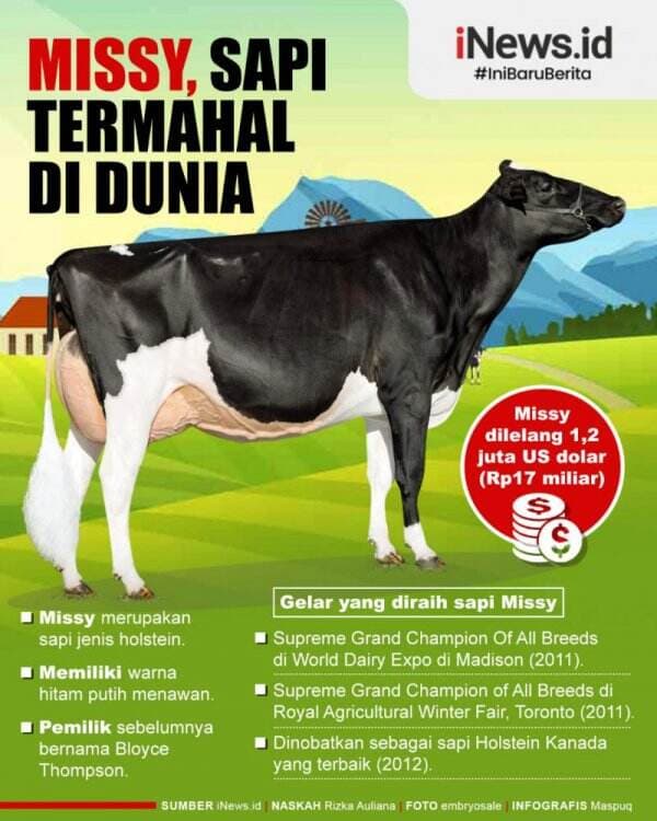 Infografis Sapi Termahal di Dunia Infografis Sapi Termahal di Dunia
