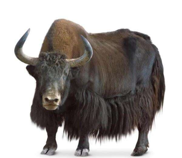 Mengenal Yak, Sapi Unik Asal Tibet dan Himalaya Asia Tengah Mengenal Yak, Sapi Unik Asal Tibet dan Himalaya Asia Tengah