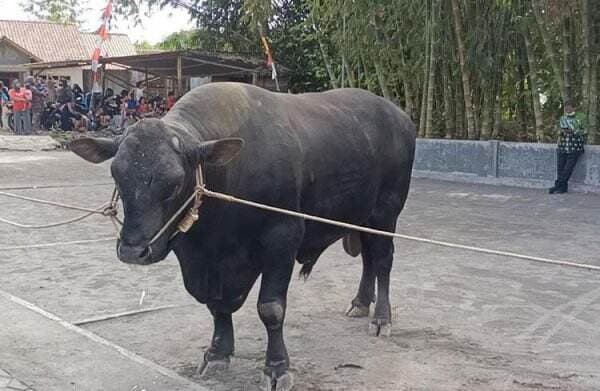 Hadits Tentang Qurban Sapi untuk 7 Orang, Ini Syarat dan Doa Menyembelihnya