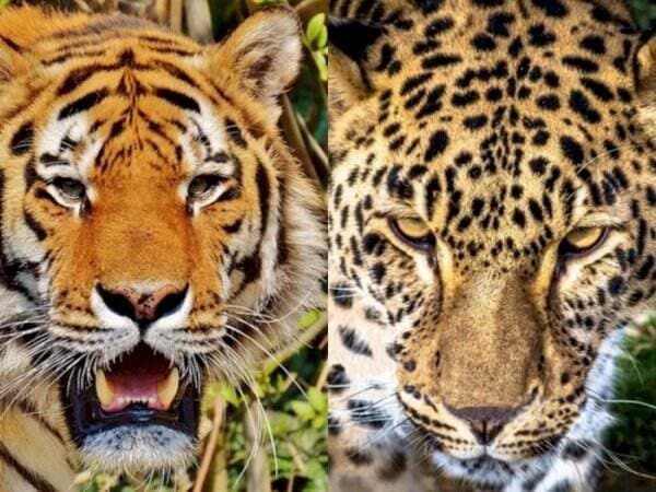 Ini 4 Perbedaan Harimau dengan Macan, Mulai dari Ukuran Tubuh hingga Masa Hidupnya Ini 4 Perbedaan Harimau dengan Macan, Mulai dari Ukuran Tubuh hingga Masa Hidupnya