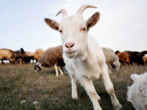 Ismail atau Ishak yang Dikurbankan? Begini Mimpi Nabi Ibrahim AS dan Perintah ke Istrinya Ismail atau Ishak yang Dikurbankan? Begini Mimpi Nabi Ibrahim AS dan Perintah ke Istrinya