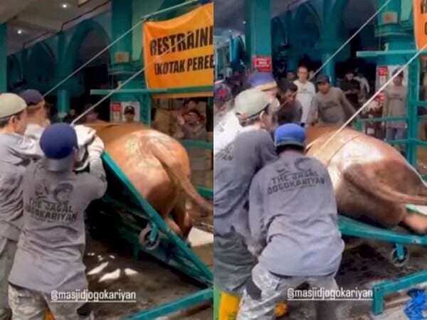 Qurban Hack! Begini Cara Merebahkan Sapi yang Hendak Disembelih Tanpa Menyakitinya