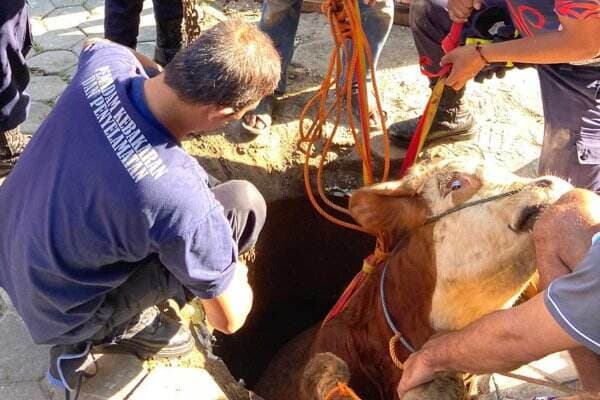 Sapi Kurban di Yogyakarta Berontak, Masuk Lubang 2 Meter