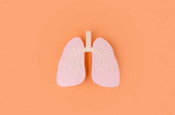 6 Fungsi Faring pada Sistem Pernapasan dan Pencernaan Manusia 6 Fungsi Faring pada Sistem Pernapasan dan Pencernaan Manusia