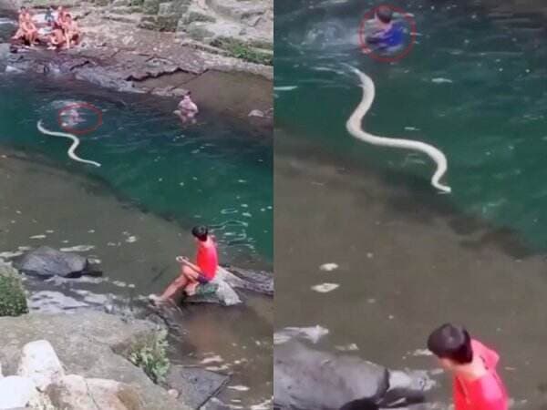 Hii! Ular Melintas di Tengah Sungai, Publik Heran dengan Reaksi Wisatawan yang Berenang