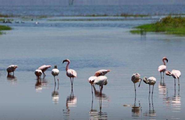 10 Jenis Burung Termahal di Dunia, Ada yang Harganya Tembus Miliaran Rupiah 10 Jenis Burung Termahal di Dunia, Ada yang Harganya Tembus Miliaran Rupiah