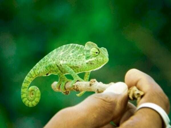 Tak Hanya Bisa Berubah Warna, Bunglon Juga Punya Fakta Unik Lainnya! Apa Saja Ya? Tak Hanya Bisa Berubah Warna, Bunglon Juga Punya Fakta Unik Lainnya! Apa Saja Ya?