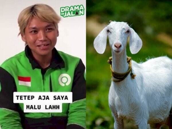 Kisah Driver Ojol yang Malu karena Bawa Dua Kambing, Jadi Bahan Tertawaan Orang-Orang