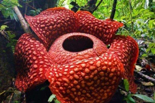 Mengenal 3 Puspa Bunga Nasional yang Dimiliki Indonesia Mengenal 3 Puspa Bunga Nasional yang Dimiliki Indonesia