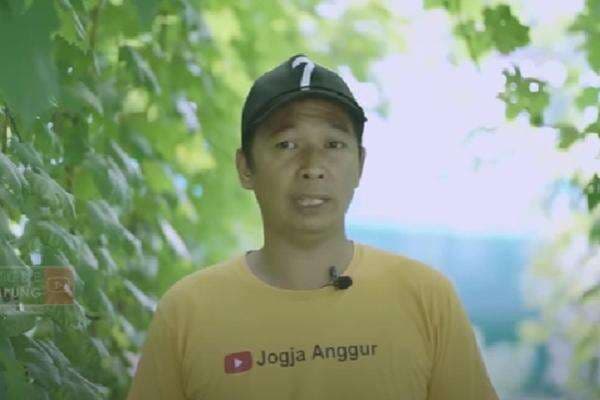 Telaten, Pria di Bantul Sukses Bisnis Menggiurkan Kebun Anggur Telaten, Pria di Bantul Sukses Bisnis Menggiurkan Kebun Anggur