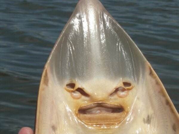 Cerita Anak Durhaka yang Dikutuk Jadi Ikan Pari yang Sempat Dipercaya Anak 90-an Cerita Anak Durhaka yang Dikutuk Jadi Ikan Pari yang Sempat Dipercaya Anak 90-an