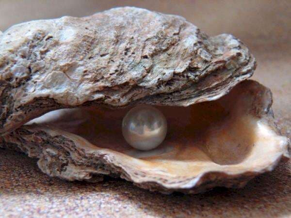 Bikin Penasaran, Ternyata Begini Cara Kerang Tiram Menghasilkan Mutiara Bikin Penasaran, Ternyata Begini Cara Kerang Tiram Menghasilkan Mutiara