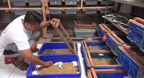 Budidaya Tikus Putih, Pemuda Subang ini Raih Cuan Jutaan Rupiah Dengan Cepat dan Mudah Budidaya Tikus Putih, Pemuda Subang ini Raih Cuan Jutaan Rupiah Dengan Cepat dan Mudah