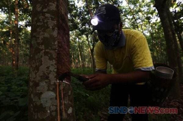 Asal Usul Nama Karet Tengsin, Berawal dari Pemilik Kebun Karet Keturunan Tionghoa yang Dermawan