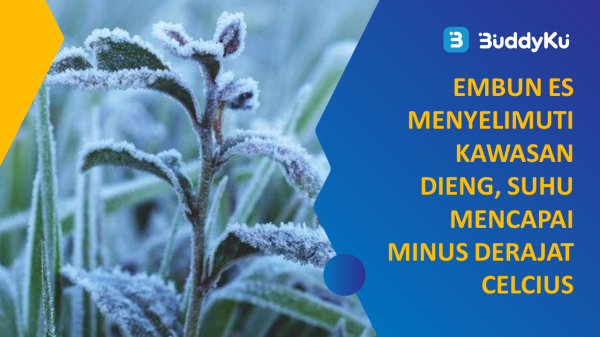 Embun Es Menyelimuti Kawasan Dieng, Suhu Mencapai Minus Derajat Celcius Embun Es Menyelimuti Kawasan Dieng, Suhu Mencapai Minus Derajat Celcius