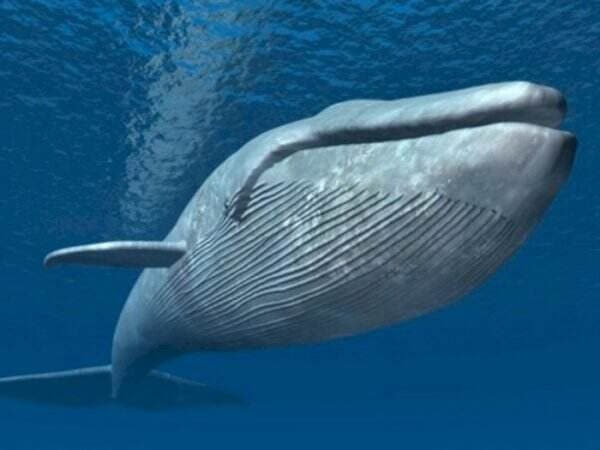 Mengapa Tubuh Ikan Paus Cenderung Berukuran Raksasa? Berikut Alasan Lengkapnya Mengapa Tubuh Ikan Paus Cenderung Berukuran Raksasa? Berikut Alasan Lengkapnya
