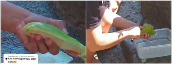 Cara praktis mengupas labu siam agar getah tak menempel di tangan Cara praktis mengupas labu siam agar getah tak menempel di tangan